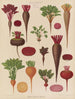 Rote Beete - Ernst Benary — Ansicht des Kunstwerks
