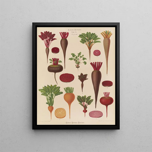 Rote Beete - Ernst Benary — gerahmtes Bild an der Wand