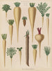 Racines culinaires - Ernst Benary — Ansicht des Kunstwerks