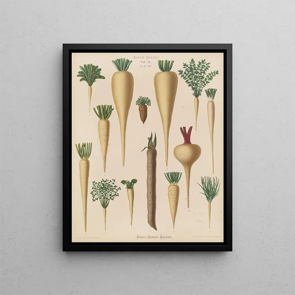 Racines culinaires - Ernst Benary — gerahmtes Bild an der Wand