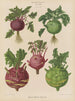 Kohl Rabi oder Kohlrabi - Ernst Benary — Ansicht des Kunstwerks
