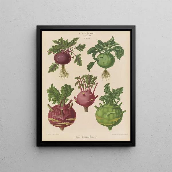 Kohl Rabi oder Kohlrabi - Ernst Benary — gerahmtes Bild an der Wand
