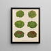 Variétés de laitues de chou - Ernst Benary — gerahmtes Bild an der Wand