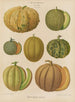 Melonen - Ernst Benary — Ansicht des Kunstwerks