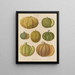Melonen - Ernst Benary — gerahmtes Bild an der Wand