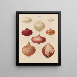 Ernst Benary - Onions.webp