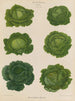 Choux de Savoie - Ernst Benary — Ansicht des Kunstwerks