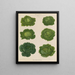 Choux de Savoie - Ernst Benary — gerahmtes Bild an der Wand