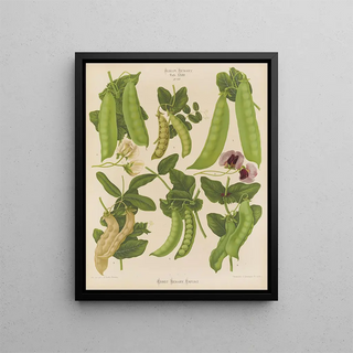 Ernst Benary - Sugar or Ediblepodded Peas.webp