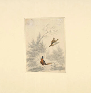 Esquisse de faisan, l'un volant et l'autre au sol - Henry Thomas Alken
