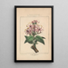 Flore d'Amérique Pl18 - Étienne Denisse — gerahmtes Bild an der Wand