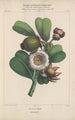 Flore d'Amérique Pl22 - Étienne Denisse — Ansicht des Kunstwerks