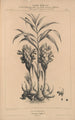 Flore d'Amérique Pl26 - Étienne Denisse — Ansicht des Kunstwerks