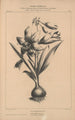 Flore d'Amérique Pl28 - Étienne Denisse — Ansicht des Kunstwerks