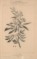 Flore d'Amérique Pl33 - Étienne Denisse — Ansicht des Kunstwerks