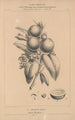 Flore d'Amérique Pl34 - Étienne Denisse — Ansicht des Kunstwerks