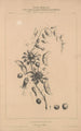 Flore d'Amérique Pl35 - Étienne Denisse — Ansicht des Kunstwerks
