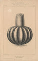 Flore d'Amérique Pl36 - Étienne Denisse — Ansicht des Kunstwerks