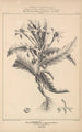 Flore d'Amérique Pl38 - Étienne Denisse — Ansicht des Kunstwerks