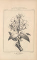 Flore d'Amérique Pl42 - Étienne Denisse — Ansicht des Kunstwerks