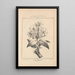 Flore d'Amérique Pl42 - Étienne Denisse — gerahmtes Bild an der Wand