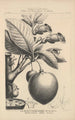 Flore d'Amérique Pl43 - Étienne Denisse — Ansicht des Kunstwerks