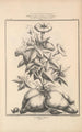 Flore d'Amérique Pl44 - Étienne Denisse — Ansicht des Kunstwerks