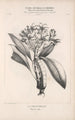 Flore d'Amérique Pl45 - Étienne Denisse — Ansicht des Kunstwerks
