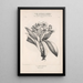 Flore d'Amérique Pl45 - Étienne Denisse — gerahmtes Bild an der Wand