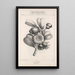 Flore d'Amérique Pl46 - Étienne Denisse — gerahmtes Bild an der Wand
