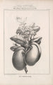 Flore d'Amérique Pl47 - Étienne Denisse — Ansicht des Kunstwerks