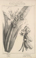 Flore d'Amérique Pl48 - Étienne Denisse — Ansicht des Kunstwerks