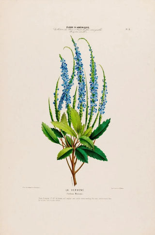 Etienne Denisse - Flore dAmerique dessinee dapres nature sur les lieux Pl003.webp