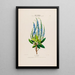 Flore d'Amérique dessinée d'après nature sur les lieux Pl003 - Étienne Denisse — gerahmtes Bild an der Wand