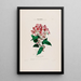 Flore d'Amérique zeichnung nach der Natur vor Ort Pl005 - Étienne Denisse — gerahmtes Bild an der Wand