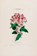 Flore d'Amérique zeichnung nach der Natur vor Ort Pl005 - Étienne Denisse — Ansicht des Kunstwerks