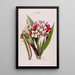 Flore d'Amérique dessinée d'après nature sur les lieux Pl012 - Étienne Denisse — gerahmtes Bild an der Wand