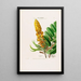 Flore d'Amérique dessinée d'après nature sur les lieux Pl020 - Étienne Denisse — gerahmtes Bild an der Wand
