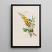Flore d'Amérique dessinée d'après nature sur les lieux Pl021 - Étienne Denisse — gerahmtes Bild an der Wand