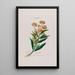 Flore d'Amérique dessinée d'après nature sur les lieux Pl024 - Étienne Denisse — gerahmtes Bild an der Wand