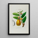 Flore d'Amérique zeichnung nach der Natur vor Ort Pl026 - Étienne Denisse — gerahmtes Bild an der Wand