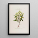 Flore d'Amérique dessinée d'après nature sur les lieux Pl027 - Étienne Denisse — gerahmtes Bild an der Wand