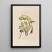 Flore d'Amérique dessinée d'après nature sur les lieux Pl028 - Étienne Denisse — gerahmtes Bild an der Wand