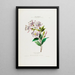 Flore d'Amérique dessinée d'après nature sur les lieux Pl031 - Étienne Denisse — gerahmtes Bild an der Wand