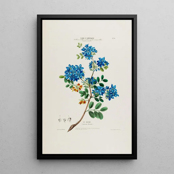 Etienne Denisse - Flore dAmerique dessinee dapres nature sur les lieux Pl033.webp