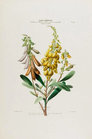 Etienne Denisse - Flore dAmerique dessinee dapres nature sur les lieux Pl035.webp