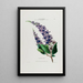 Flore d'Amérique dessinée d'après nature sur les lieux Pl038 - Étienne Denisse — gerahmtes Bild an der Wand