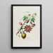 Flore d'Amérique dessinée d'après nature sur les lieux Pl042 - Étienne Denisse — gerahmtes Bild an der Wand