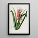 Flore d'Amérique zeichnung nach der Natur vor Ort Pl043 - Étienne Denisse — gerahmtes Bild an der Wand