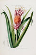 Flore d'Amérique zeichnung nach der Natur vor Ort Pl043 - Étienne Denisse — Ansicht des Kunstwerks